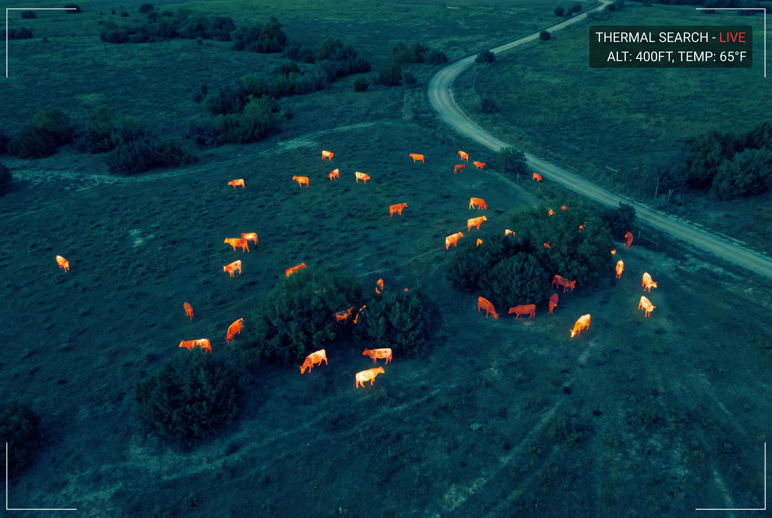 Thermal drone aerial view of cattle livestock recovery search